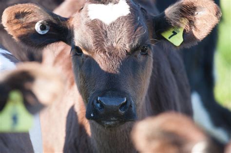 Improving Cow Fertility Dairynz