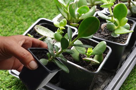 Come Proteggere Il Tuo Albero Di Giada Dal Caldo Estivo Strategie