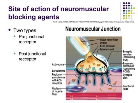 Neuromuscular blocking drug - Alchetron, the free social encyclopedia