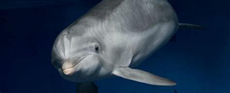 Dolphin Sex Is Literally Kinky ScienceAlert