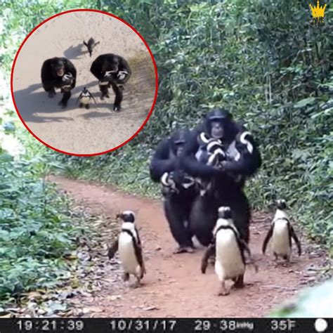 Chimpanzees Attempt to Domesticate Penguins: A Surprising Tale from the