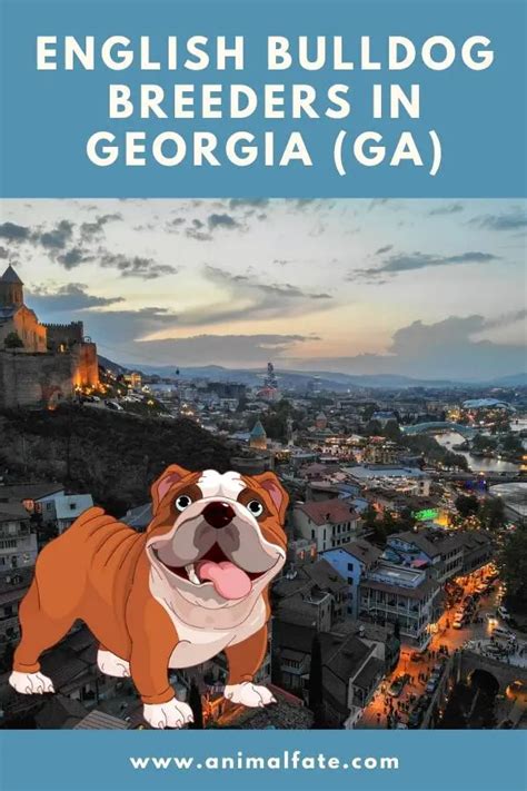english bulldog breeders  georgia ga english bulldog puppies  sale animalfate