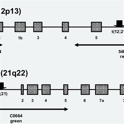 Overview Of FISH Probes Used To Identify Genetic Abnormalities In TEL