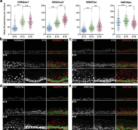 Histone Modifications Associated With Active Promoters Become Enriched