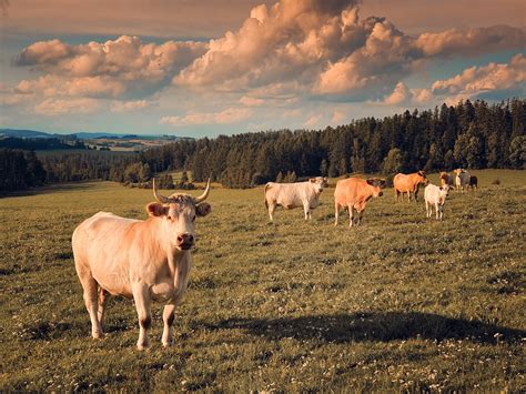 cows  pasture  stock photo public domain pictures