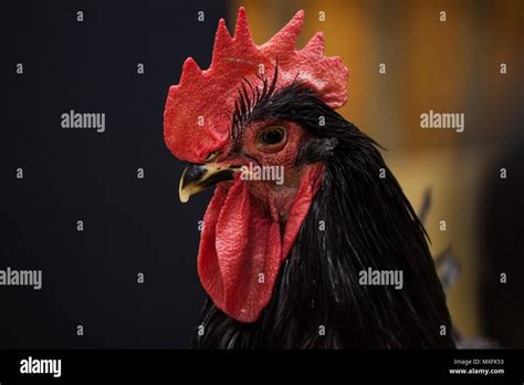 close   large black rooster stock photo alamy