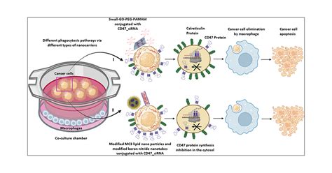 elimination  cancer cells   culture role