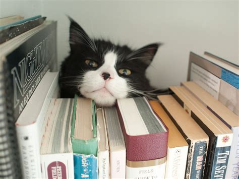 Кошка читает книгу (61 фото) - подборки картинок fonowik.club