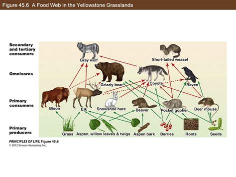 Yellowstone Food Chain