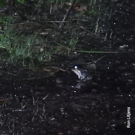 You are not alone | Focus On Fauna