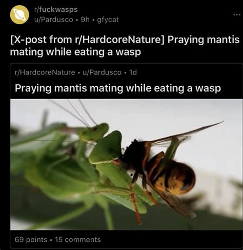 Sex With A Side Of Honey Dipped Wasp Niiice R Fuckwasps