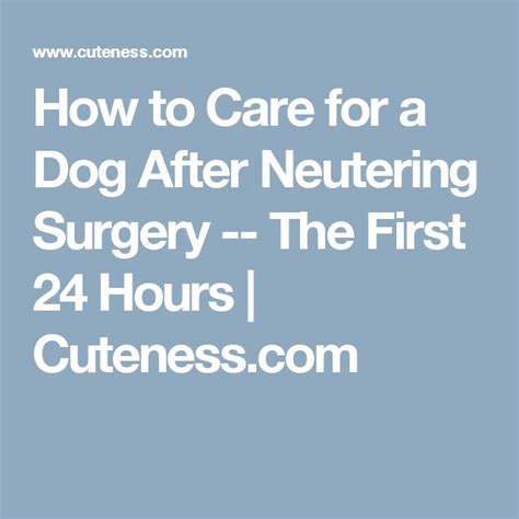 How To Care For A Dog After Neutering Surgery The First 24 Hours