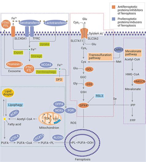 A Comprehensive Explanation Of Ferroptosis Medchemexpress