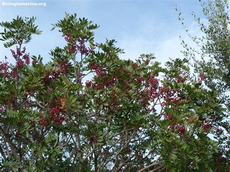 Pistacia lentiscus, Lentisco - Biologia marina del Mediterraneo
