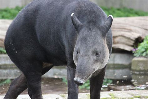 10 Gambar Hewan Tapir Paling Dicari