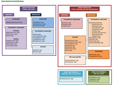 Basic Bacterial Identification Microbiology Teaching Resource