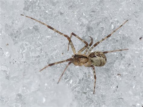 Pityohyphantes Phrygianus Spiders Of Alaska · Inaturalist