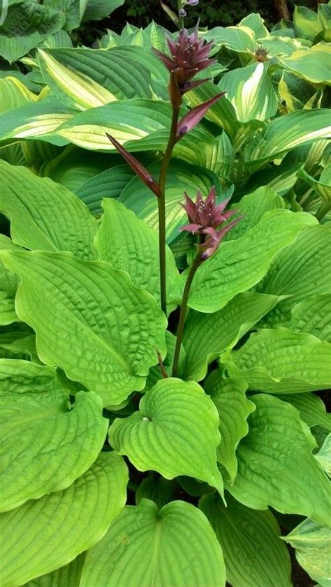 1000 Images About •¨•¸¸♥ Coleus And Hostas ♥ ¸¸•¨• On Pinterest