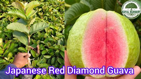 Japanese Red Diamond Guava Farming And Plant Available Hai Contact