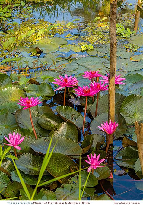 Pink Water Lily Flower 0013