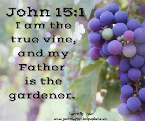 I Am The True Vine John 151 Guided By Grace