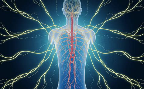 promoting nerve regeneration  proven neuropathy treatment asuta health