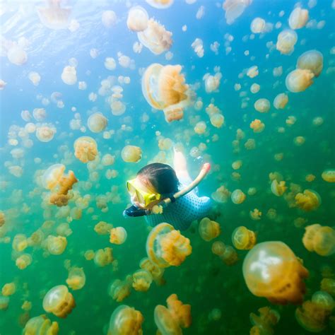 Palau Diving Jellyfish Lake at Joseph Lachance blog