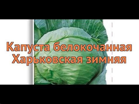Капуста белокочанная Харьковская зимняя 🌿 обзор: как сажать, семена ...