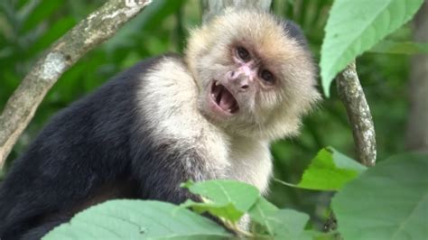 Cebus Capucinus White Headed Capuchin Monkey Mono Cara Blanca O