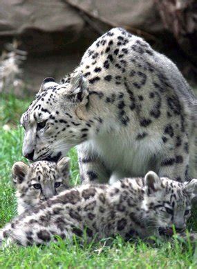 Two new snow leopard cubs at Melbourne Zoo