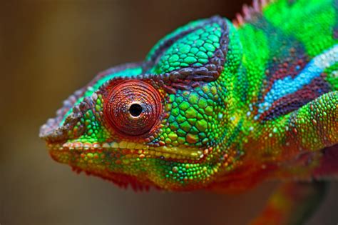 Free Stock Photo of Chameleon | Download Free Images and Free Illustrations