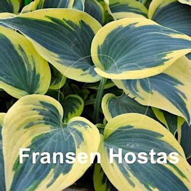 Хоста 'Бен Верноой' / Hosta hybride 'Ben Vernooij' - Ландшафтная ...