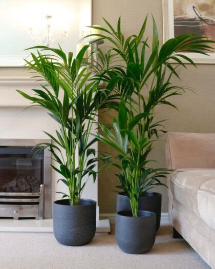 Hallway Plants | Corridor Plants | Oxy Plants