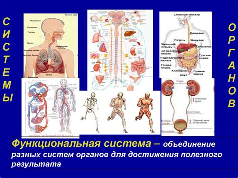 Физиология детей и подростков (лекция 1) - презентация онлайн