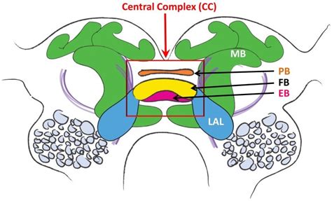 Diagram Of The Cockroach Brain Central Complex Is Within Red