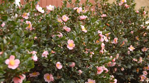 Complete Camellia Care Guide: How to plant, grow, and care for camellias