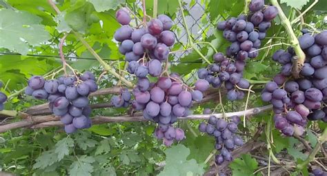 Виноград Подарок Несветая: описание сорта, фото, видео, отзывы, в ...