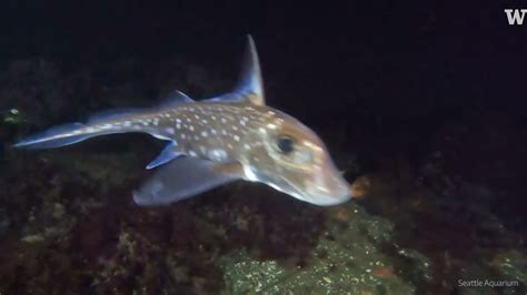 This Deep Sea Fish Has Teeth On Its Foreheadand It Uses Them For Sex