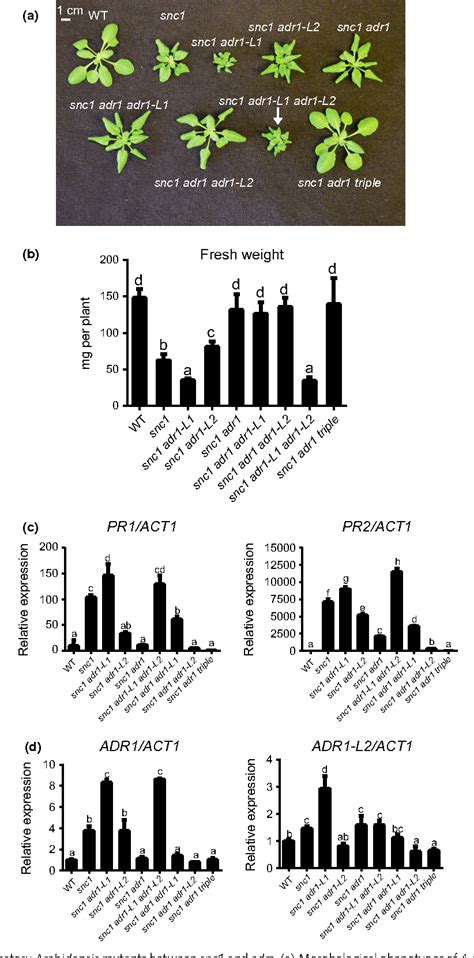 Figure From Tnl Mediated Immunity In Arabidopsis Requires Complex