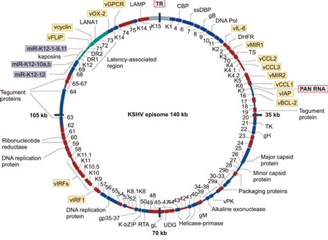 The Kshv Episome Kaposi S Sarcoma Associated Herpesvirus Kshv