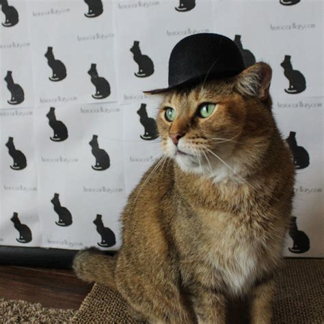 Bowler Cat Hat For Your Cat Medium Etsy Hong Kong