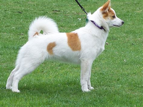 40 Must-Know Spitz Breeds: A Comprehensive Guide for Dog Enthusiasts
