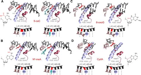 Structures Of The Active Center Of Rnap Ii Stalled At Alkylated And