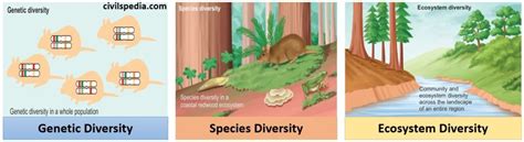 Introduction To Biodiversity