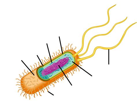 Prokaryotic Cell Diagram Quizlet