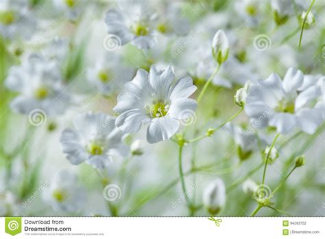 Fondo De Las Flores Suaves Hermosas Blancas Del Campo Foto De Archivo