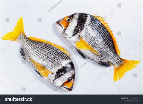 Faskar Doublebar Fish High Res Image Stock Photo 2115981419 Shutterstock