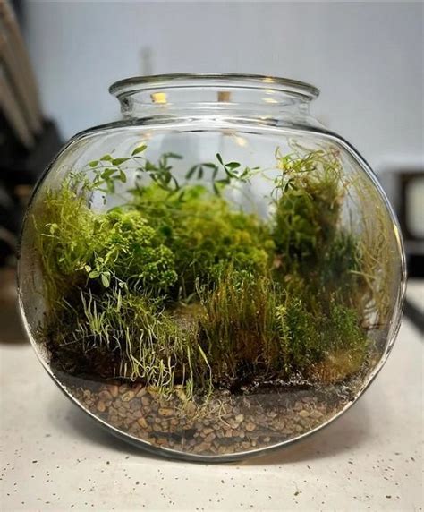 8 Carnivorous Plant Terrarium Ideas Carnivorous Plants For Terrariums