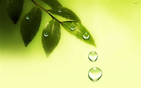 Water drops on the leaves wallpaper - Digital Art wallpapers - #20836