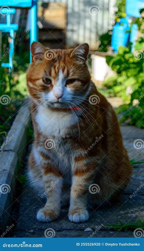 Cutest Pussy Cat Stock Photos Free Royalty Free Stock Photos From Dreamstime
